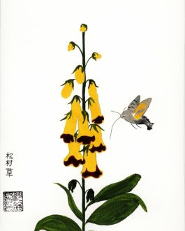 Chinees vingerhoedkruid