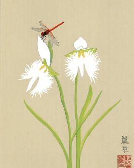 Witte reigerorchidee met dwerglibelle